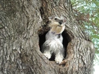 Pies, Drzewo, Dziupla, Sznaucer miniaturowy