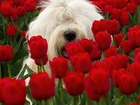 Biały, Pies, Czerwone, Tulipany, Maltańczyk