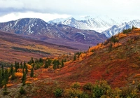 Góry, Jesień, Kolorowe, Krzewy, Alaska, Stany Zjednoczone