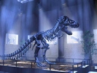 Wystawa, Szkielet, Dinozaura