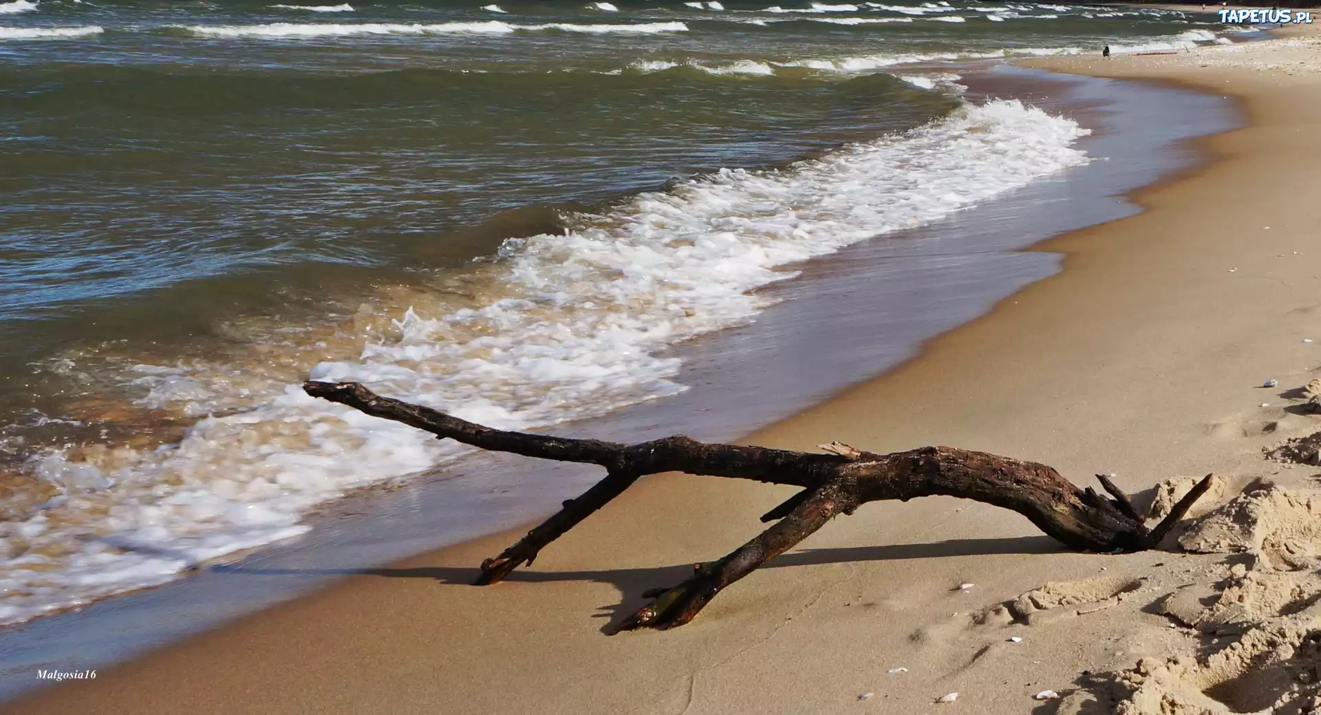 Morze Bałtyk Fale Plaża Uschnięta Gałąź