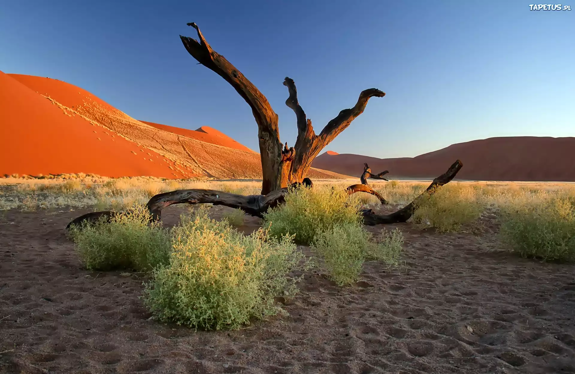Pustynia Namib Konary Afryka