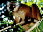 Lemur