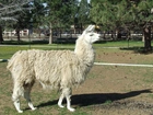 Lama, Zagroda, ZOO