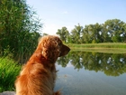 Cocker, Spaniel, Jeziorko