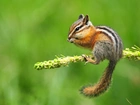 Chipmunk