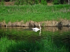 Łabędź, Rzeka