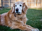 Golden Retriever, Trawa