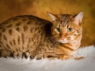 Kot Ocicat