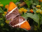 Motyl, Siproeta epaphus, Pomarańczowy