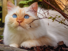 Niebieskooki, Biało-rudy, Kot, Gałązka