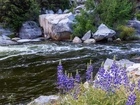 Rzeka, Merced River, Kamienie, Głazy, Kwiaty, Łubin, Park Narodowy Yosemite, Kalifornia, Stany Zjednoczone