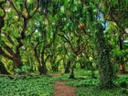 Las, Drzewa, Bluszcz, Ścieżka, Maui, Hawaje, Stany Zjednoczone