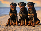 Trzy, Psy, Rottweilery, Plaża