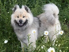 Pies, Łąka, Kwiaty, Szpic eurasier