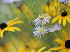 Astry, Rudbekie, Kwiaty