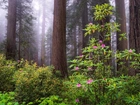 Stany Zjednoczone, Kalifornia, Park Narodowy Redwood, Drzewa, Sekwoje, Różanecznik, Krzewy, Mgła