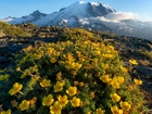 Stany Zjednoczone, Waszyngton, Park Narodowy Mount Rainier, Góra, Szlak Widokowy Mount Fremont, Kwiaty