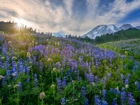 Stany Zjednoczone, Waszyngton, Park Narodowy Mount Rainier, Góra, Mount Rainier, Wzgórza, Polana, Kwiaty, Łubin, Łąka