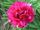 Peonia