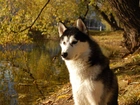 Siberian Husky, Woda