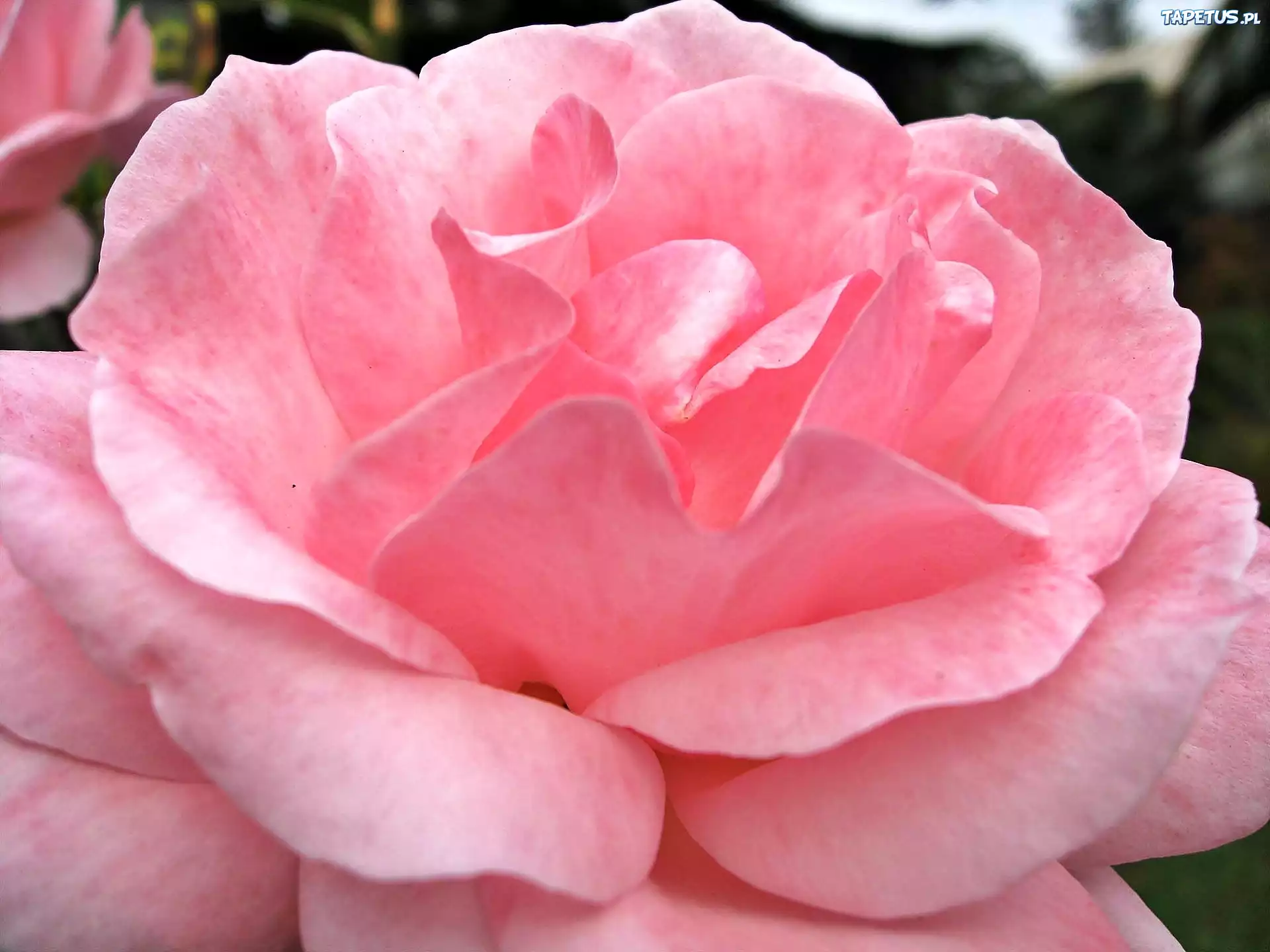 Фотка розе пинк. Роза Пинк Флорилэнд. Pink Rose (Пинк Роуз) мрамор. Роза Пинк Ноблесс. Пинк Монреаль роза.