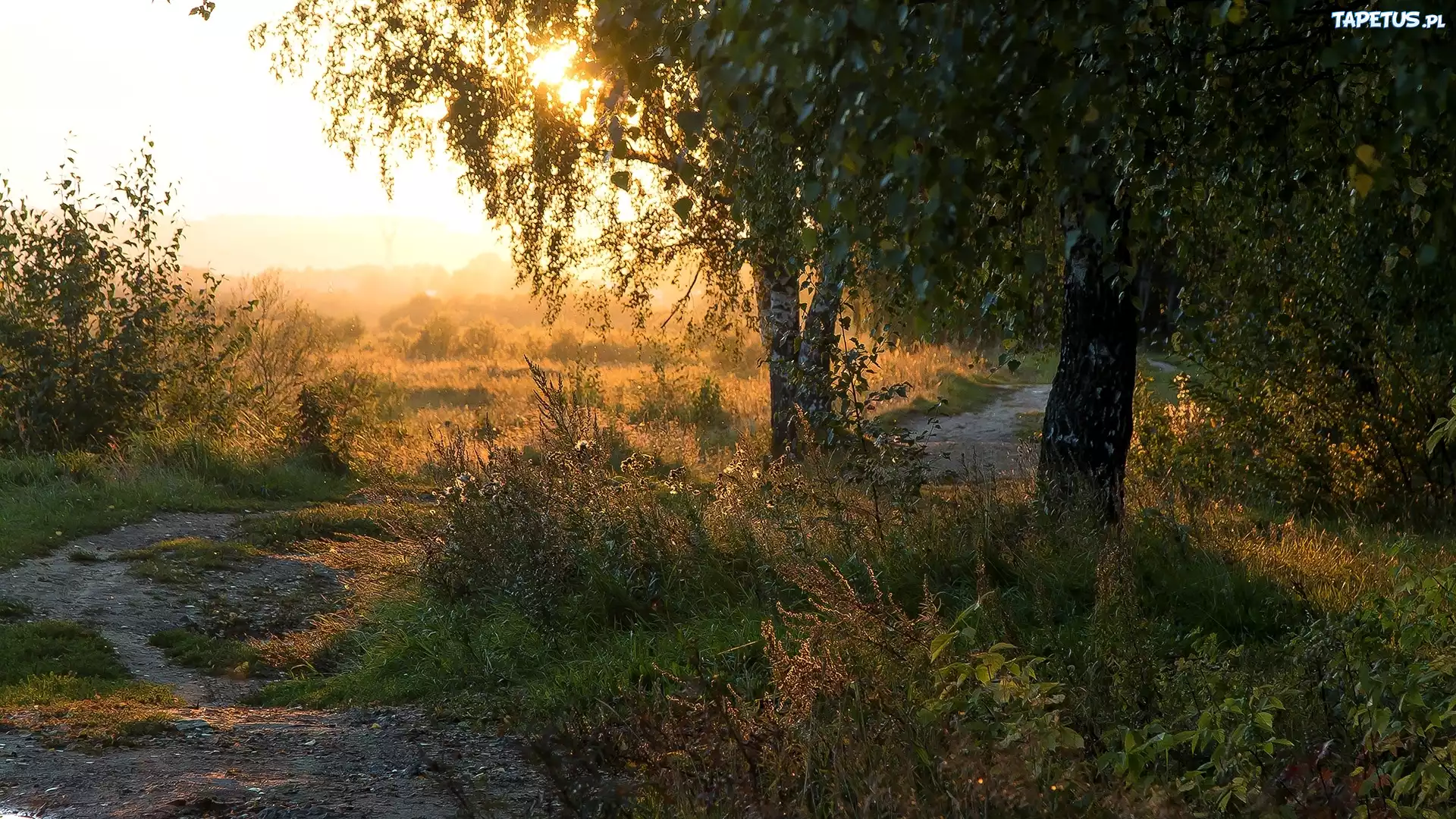 Звенящие тропинки. Деревня в лесу солнце. Лето лес вечер деревня. Деревня лето вечер. Тропинка в деревне вечером.