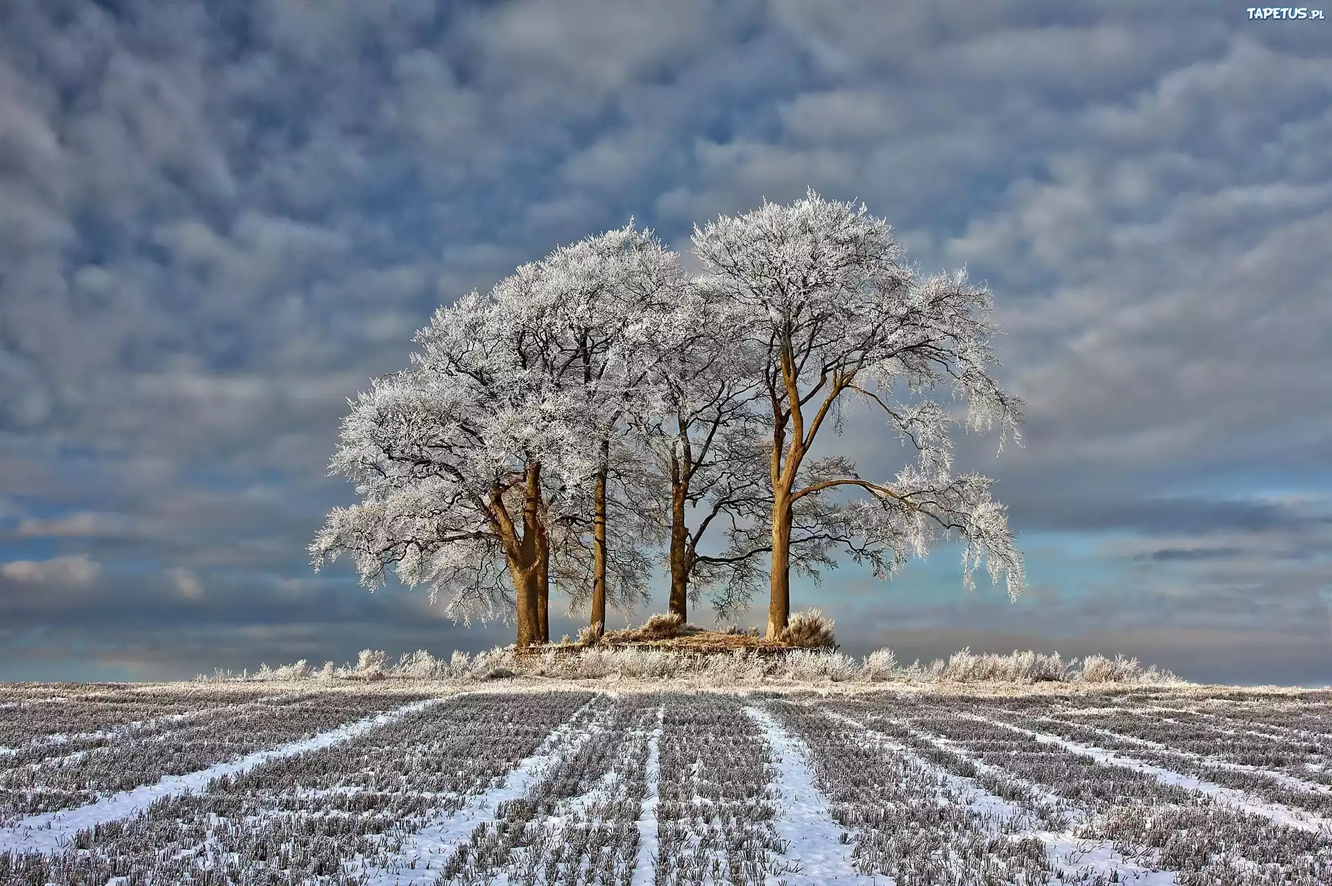 Зимнее поле с деревьями