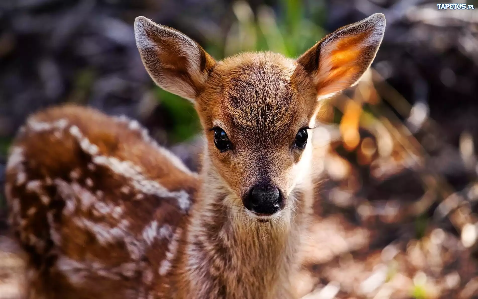 Baby bamby. Олененок. Пятнистый Олененок. Маленький оленёнок. Милые Оленята.