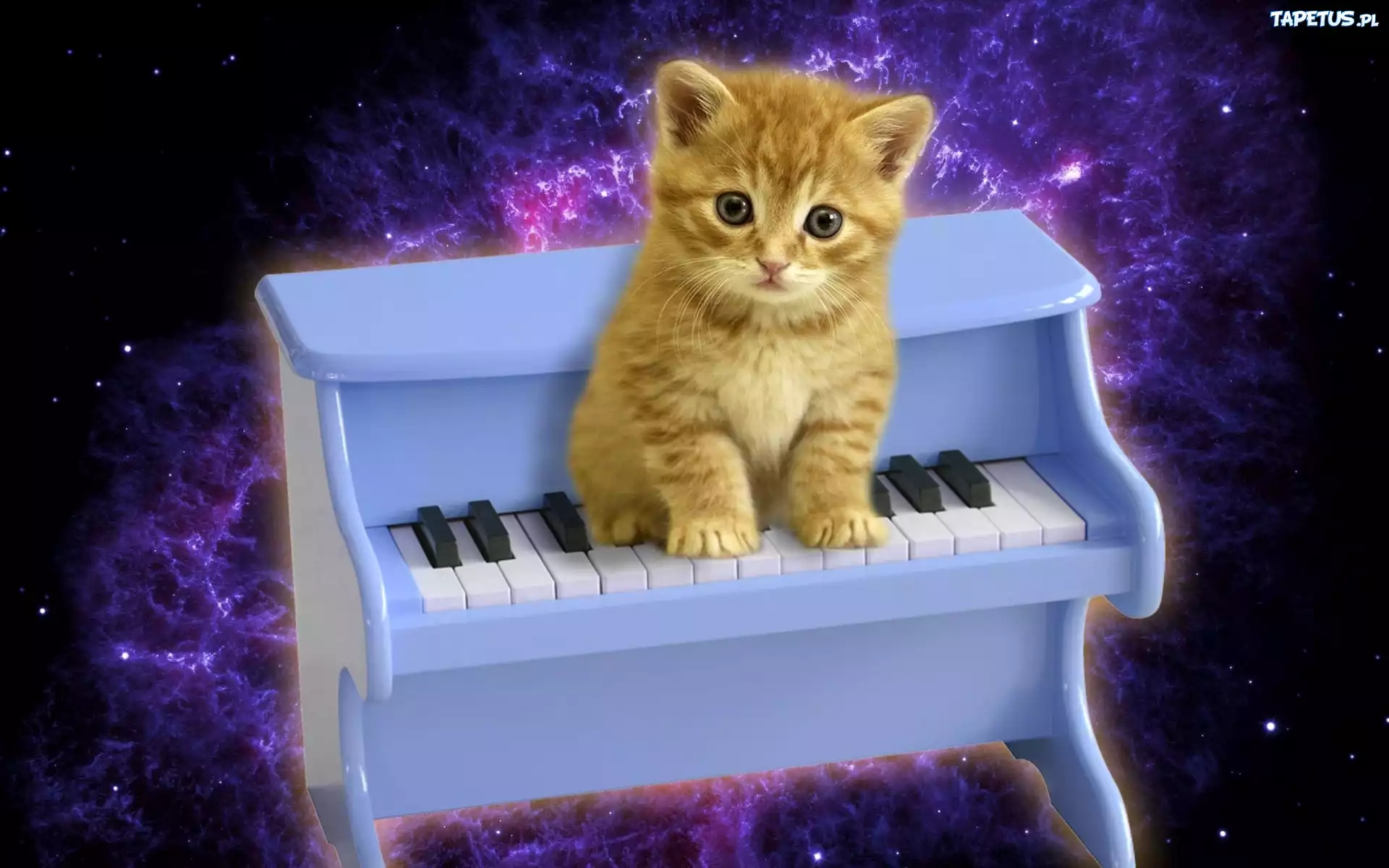 Музыкальных кошечек. Кот на пианино. Кошка на пианино. Пианино «котёнок». Рояль для котят.